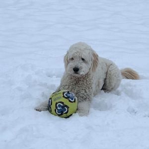 Meet your Posher, Annette